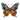 Detailed Butterfly Wing Patterns Coloring Page colored reference placeholder